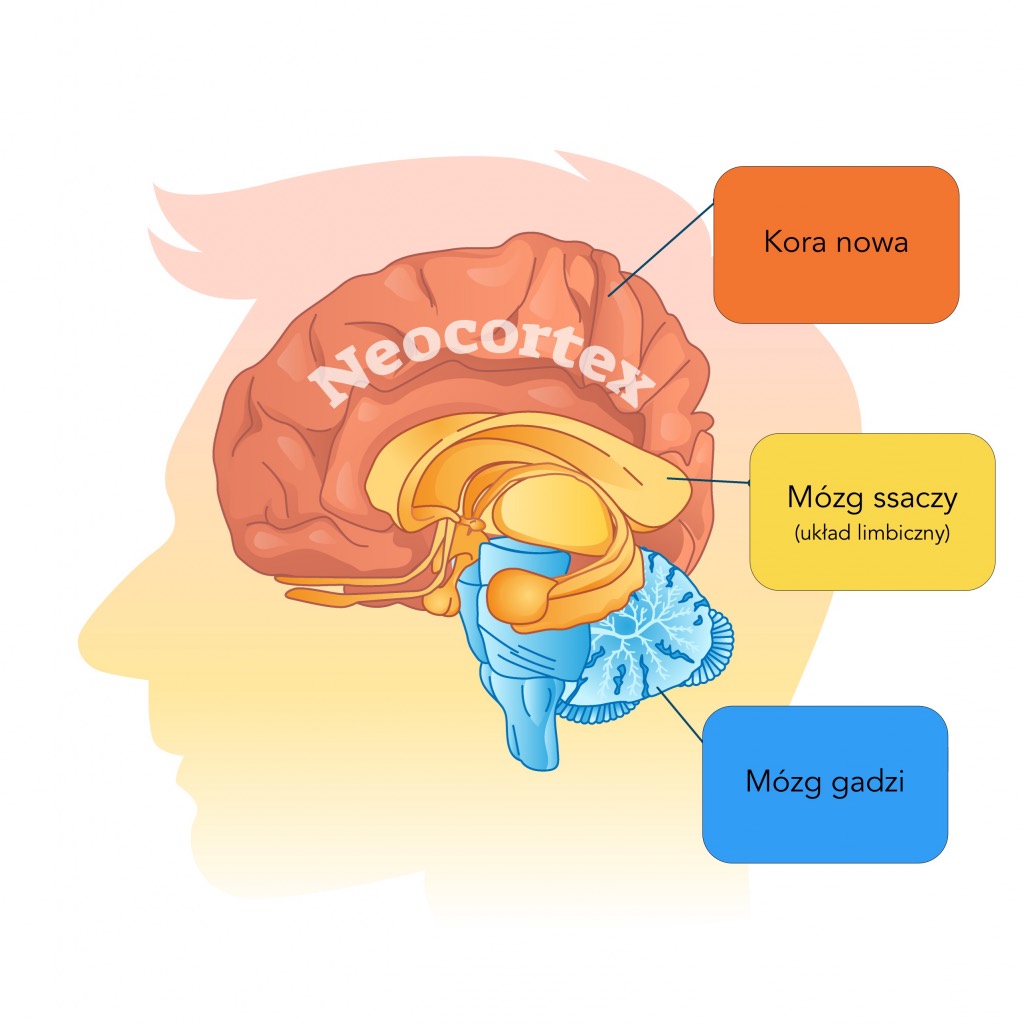 obszary mózgu – neuromarketing
